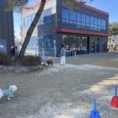 댕그리 | 댕그린, 강아지들이 전속력으로 달리기하는 김포 강아지 카페