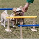 우리동네펫 이미지