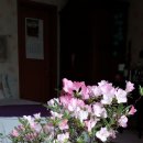 봄 베란다의 철쭉과 장미, 그외 봄꽃들 이미지