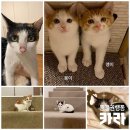 몽이냥이 이미지