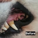 판교 동물병원 돌봄에서 랑이 스케일링(대형견 스케일링, <b>마이펫</b><b>플러스</b>)