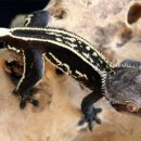 오닉스(ONYX) 이미지