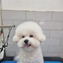 몽슈피스 이미지