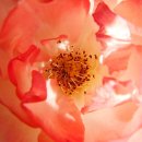 말하는 영어도서관 이미지