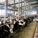 다사랑목장 이미지