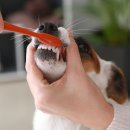 목감동물병원 이미지