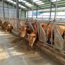 속초양양축협 이미지