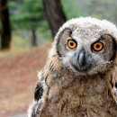 부엉이집 이미지