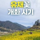 두모바람한옥 | 남해 유채꽃 명소 어디? 3월말부터 시작되는 파라다랑스 개화시기 총정리(직접가봄!) 4월유채꽃개화명소