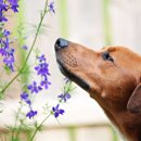 반려동물 애견 미용 이미지