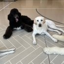 하울팟 한남점 이미지