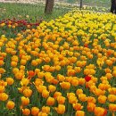 4월22일토건강걷기답사봄의향연 튜립꽃길 이미지