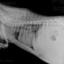 동물병원 All Pets 이미지