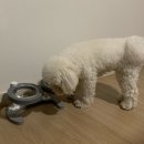 【고양이 강아지 식기】 높이조절 물그릇 밥그릇 추천, 리틀팩토리 사용해본 후기.