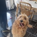 엘로이펫(L.ROYpet) 이미지