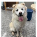 입양간지 7시간 만에 파양되어 보호소로 돌아온 강아지 이미지
