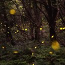 반딧불이 이미지