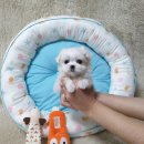 장흥켄넬 이미지