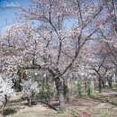 시청별관앞 꽃보라동산 이미지