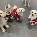 도그런하우스 이미지