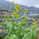 수레로150 이미지