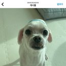 그루댕 네이버블로그