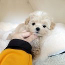 코코독(cocodog) 네이버블로그