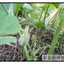 살구나무펜션민박 이미지