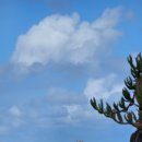 밥보야 | 제주도 조천 함덕 소고기 시래기 해장국 육개장 현지인만 가는곳 밥보장터