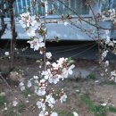 앵두나무 꽃이 피어 이미지