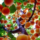 살구네집 이미지