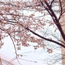 부드러운 오일파스텔로 그리는 풍경화 | 어린이 봄🌸 풍경화 오일파스텔로 그려봤어요!🖍