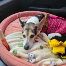 308 | 양양 애견동반 펜션 글램독 308호 내돈내산 후기