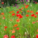 뜰과풍경 이미지