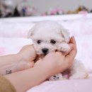 부산강아지분양 알프펫 이미지