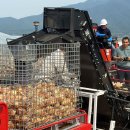 합천양파 이미지