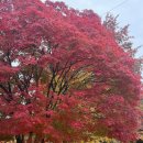 하늘맞이공원 | 서울 마포 :: 메타세콰이어길, 하늘공원 억새, 단풍 후기 | 주차 꿀팁