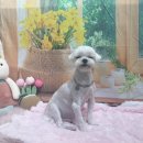 호이펫샵 - 강북구 한천로144길 65 | 호이펫샵