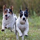 포인트동물의료센터 이미지