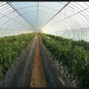 원소농장 이미지