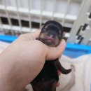 루시드 리엔 이미지