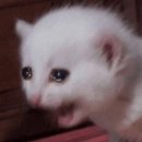 아기강아지 이미지