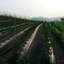 승현농장 이미지