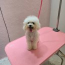 개이쁘댕 이미지