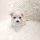 이소퍼피-별내점 이미지