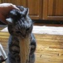 우중불고기 이미지