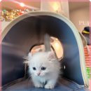 멍벤져스 이미지