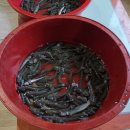 욕보할매집 | 순천 짱뚱어탕 맛집, 욕보할매집 솔직 후기