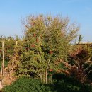 마틴 (matin) 이미지