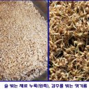 누룩 이미지